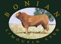 Bonian Limousin Stud